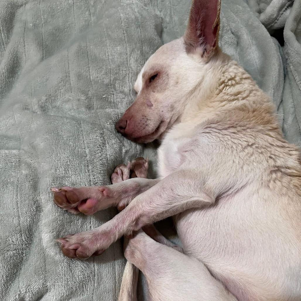 Enlarge Shrimp, a Adoptable Mixed Breed in Fredericksburg, VA image 4/4