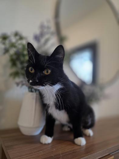 Bella — thumbnail 2