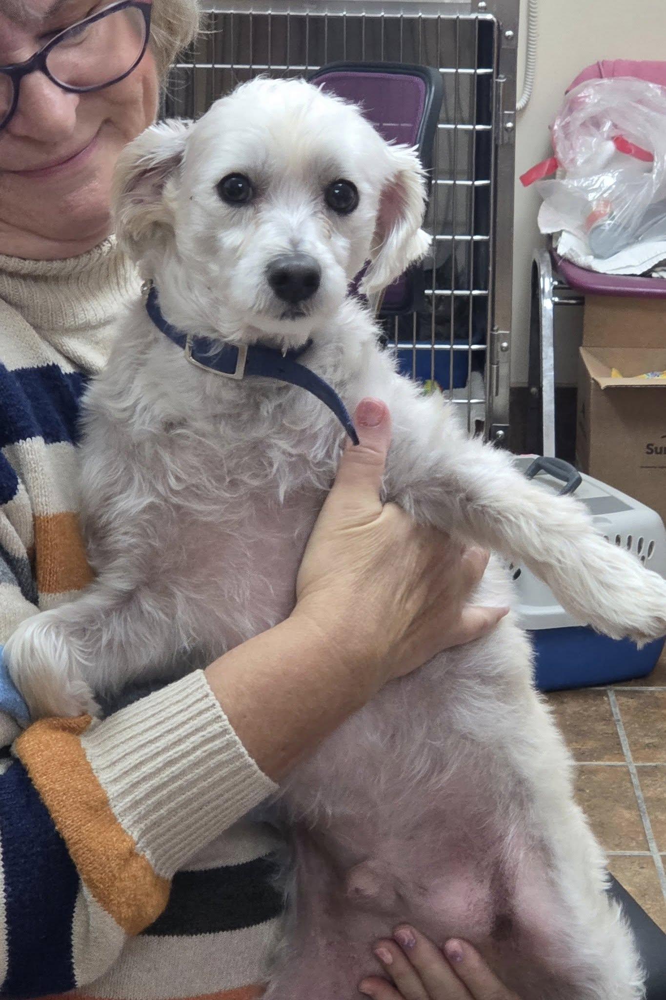 White Terrier mix Found!