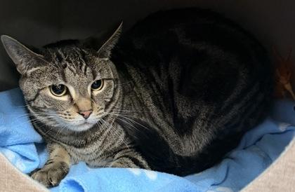 Emmy, Adoptable, Adult Female Domestic Short Hair.