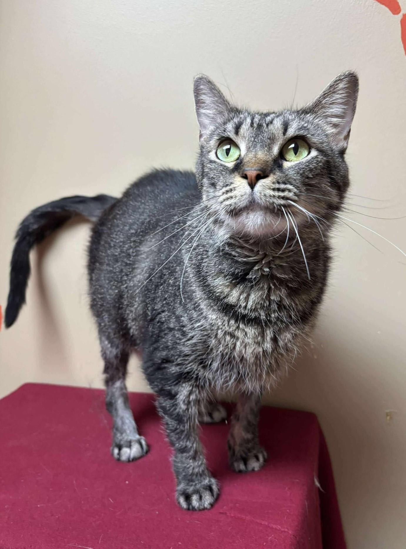 Piper, Adoptable, Adult Female Domestic Short Hair.