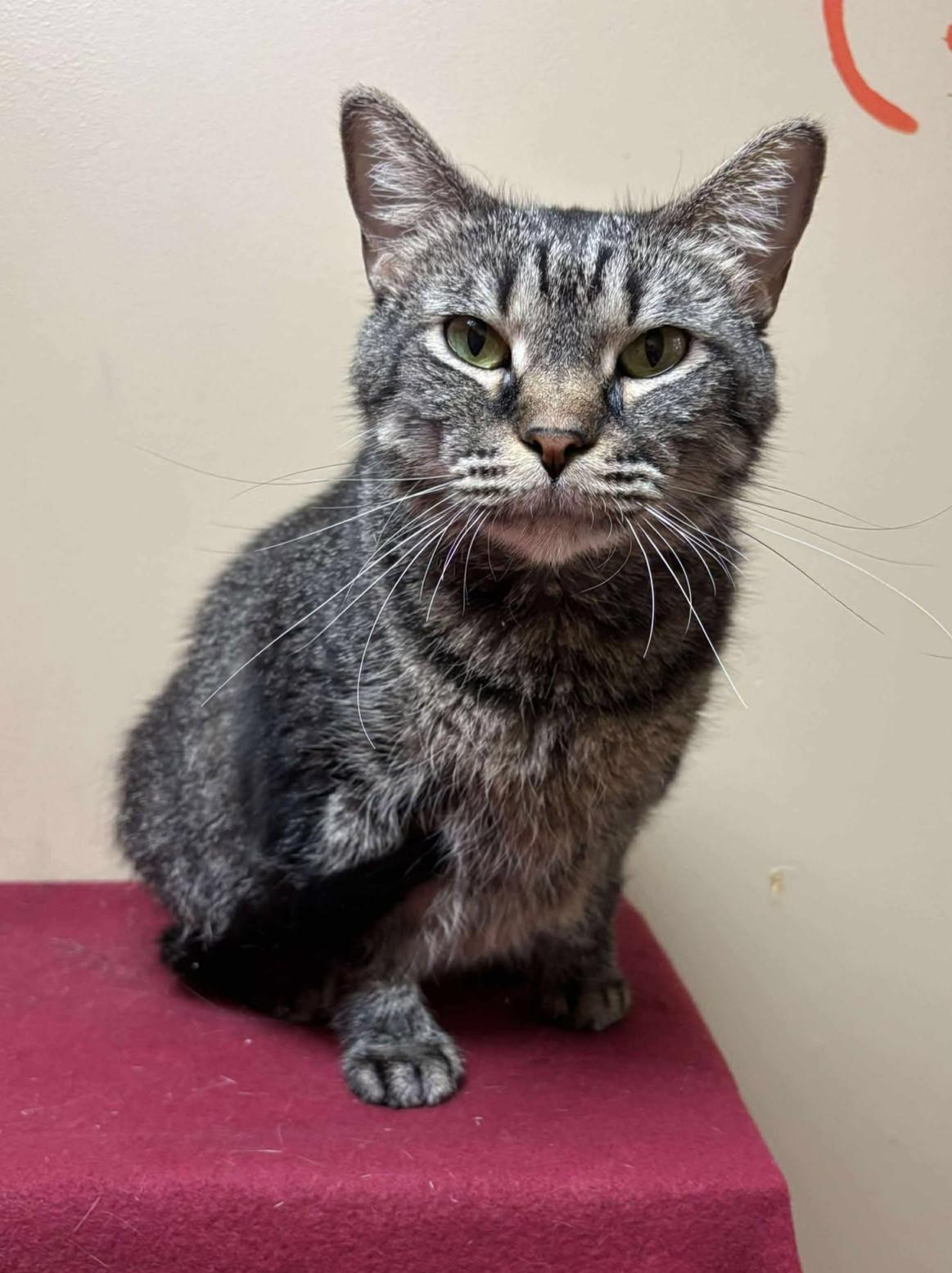 Piper, a Adoptable mixed breed in Maryville, MO image 2/3