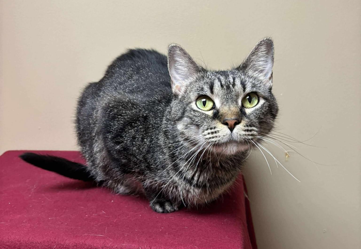 Piper, a Adoptable mixed breed in Maryville, MO image 3/3