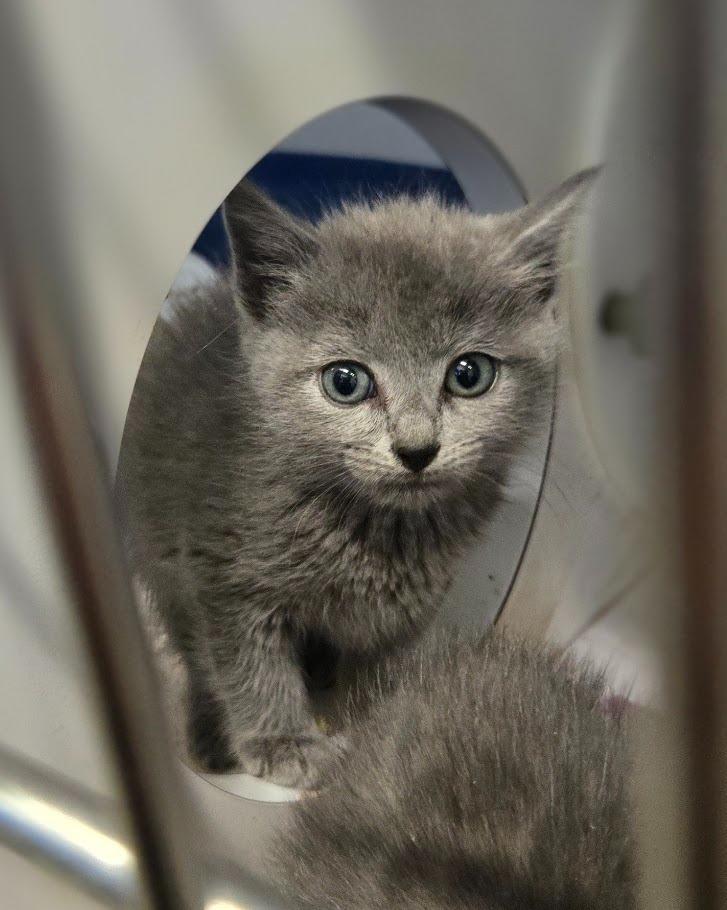 HoneyKitten 2, Adoptable, Kitten Male Domestic Short Hair.