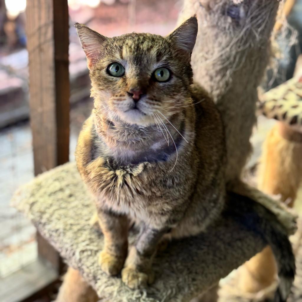 Enlarge Ralphie, a Adoptable Domestic Short Hair in Los Angeles, CA image 1/4