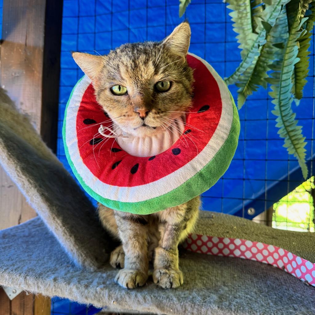 Enlarge Ralphie, a Adoptable Domestic Short Hair in Los Angeles, CA image 2/4