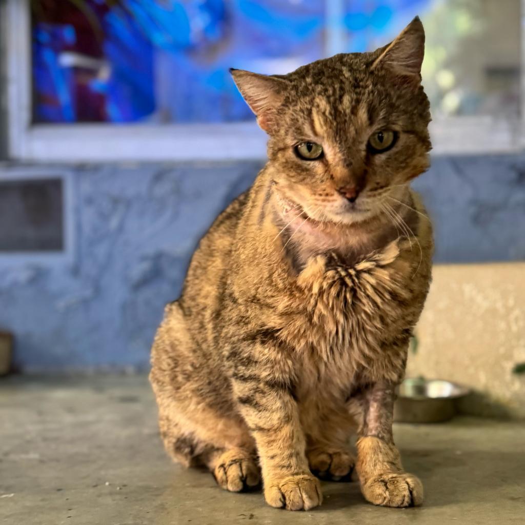 Enlarge Ralphie, a Adoptable Domestic Short Hair in Los Angeles, CA image 3/4