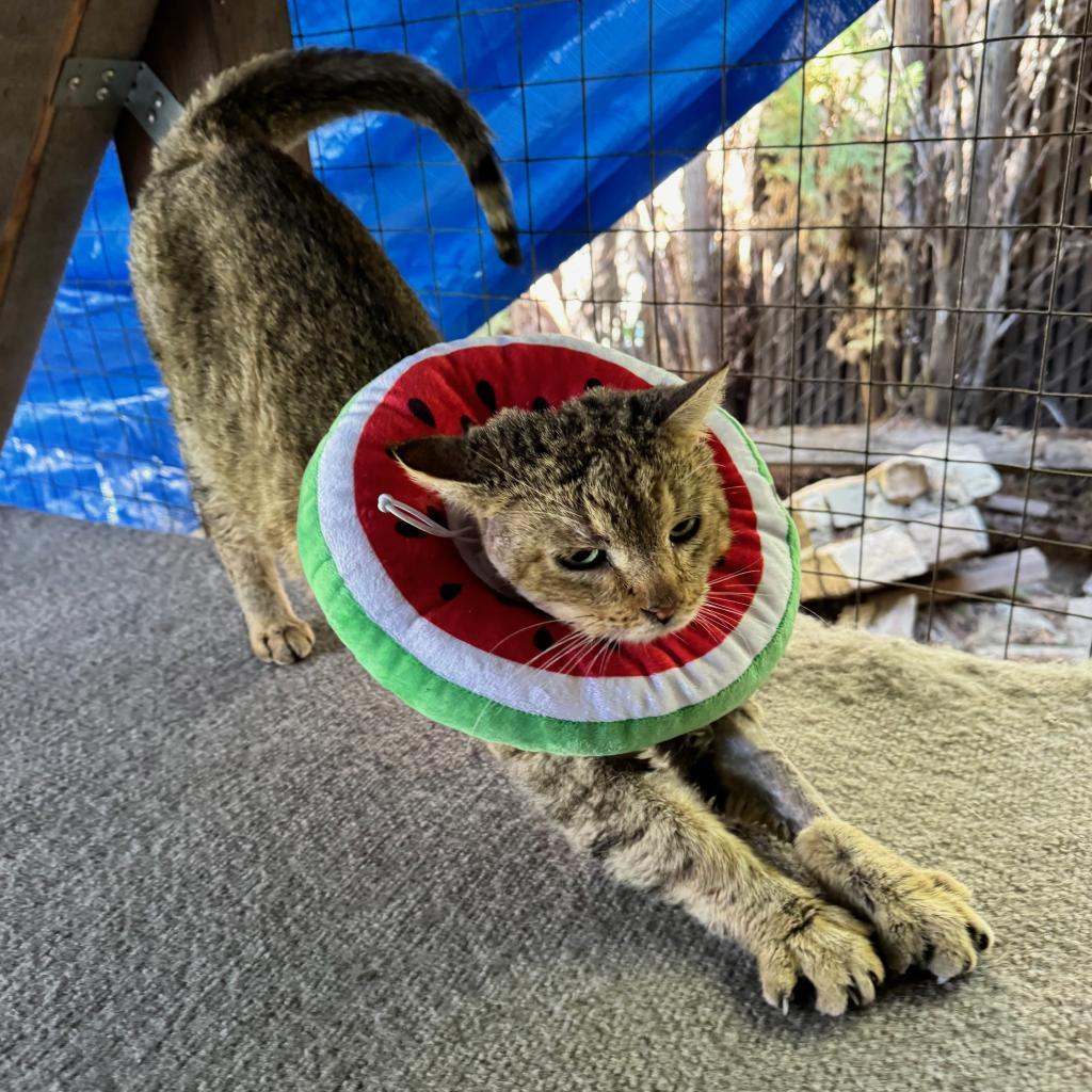 Enlarge Ralphie, a Adoptable Domestic Short Hair in Los Angeles, CA image 4/4