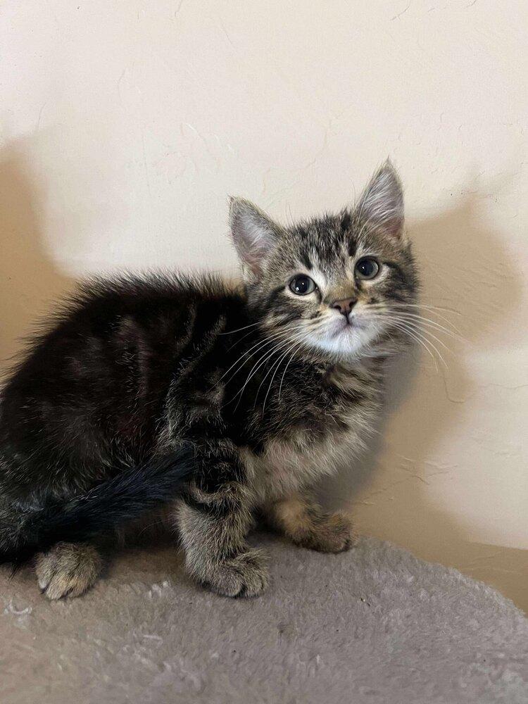 Pancake, Adoptable, Kitten Female Domestic Short Hair.