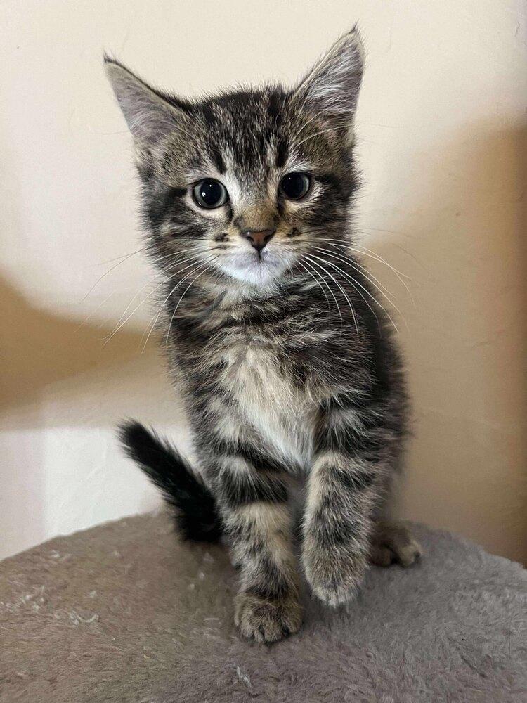 Enlarge Pancake, a Adoptable Domestic Short Hair in Shawnee, OK image 2/4