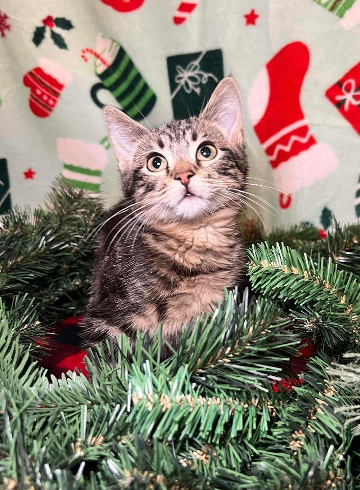 Enlarge Pancake, a Adoptable Domestic Short Hair in Shawnee, OK image 3/4