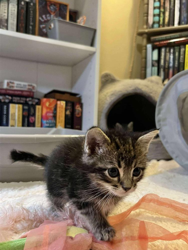Enlarge Pancake, a Adoptable Domestic Short Hair in Shawnee, OK image 4/4