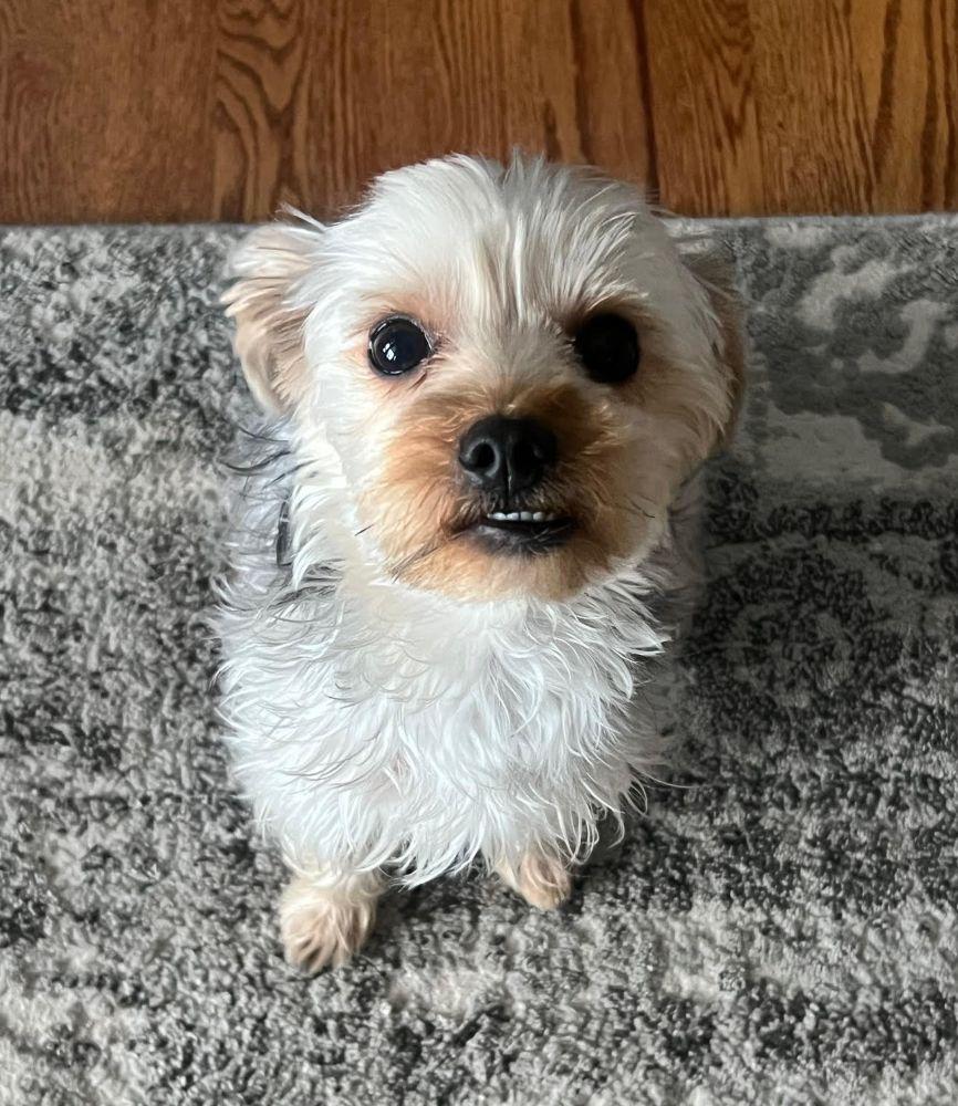 Benny, adopted, Young Male Yorkshire Terrier.