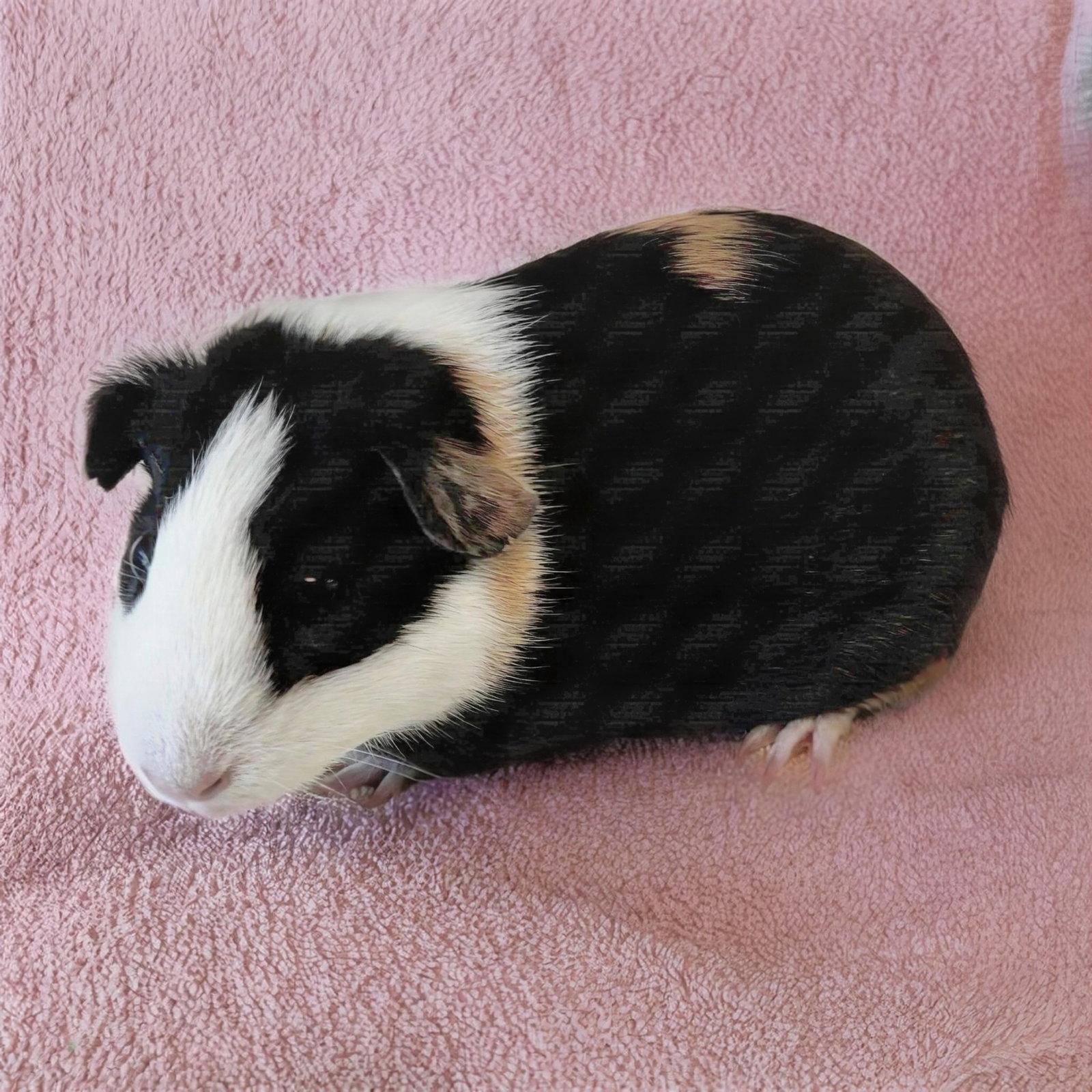 Prudence (F), Adoptable, Young Female Guinea Pig.