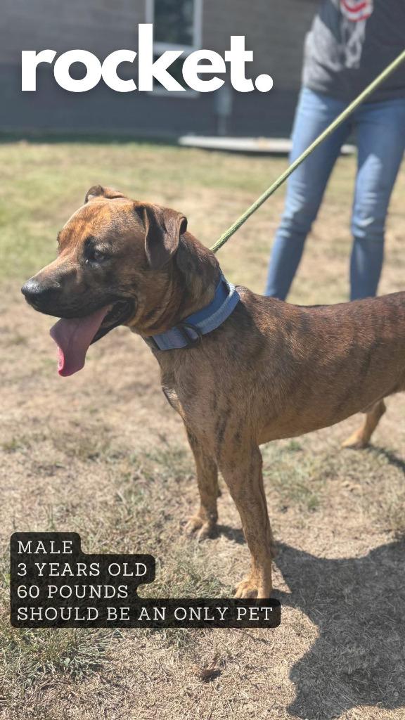 Enlarge Rocket, a Adoptable mixed breed in Ashland, KY image 1/1