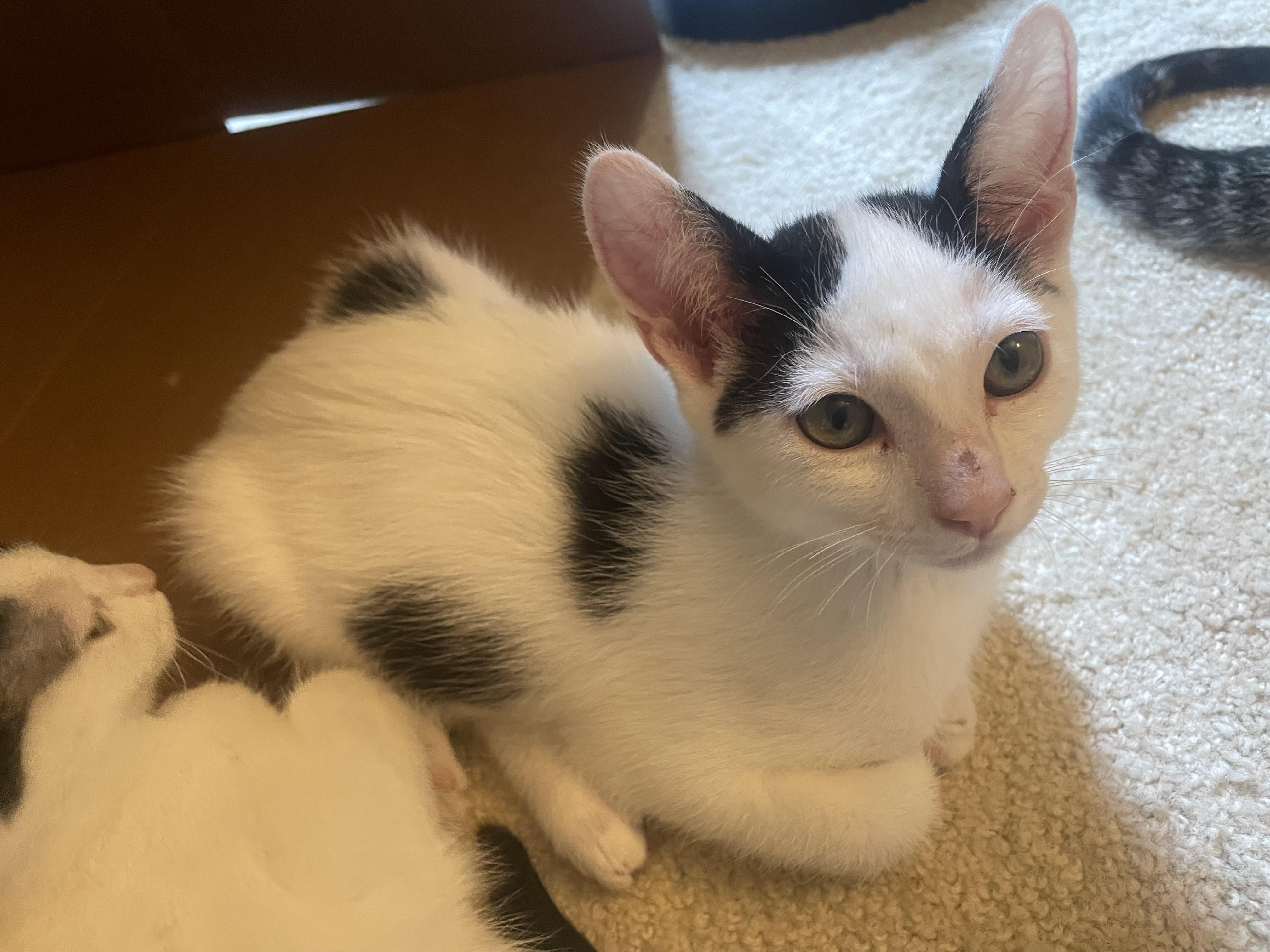 Cheez Its, Adoptable, Kitten Male Domestic Short Hair.