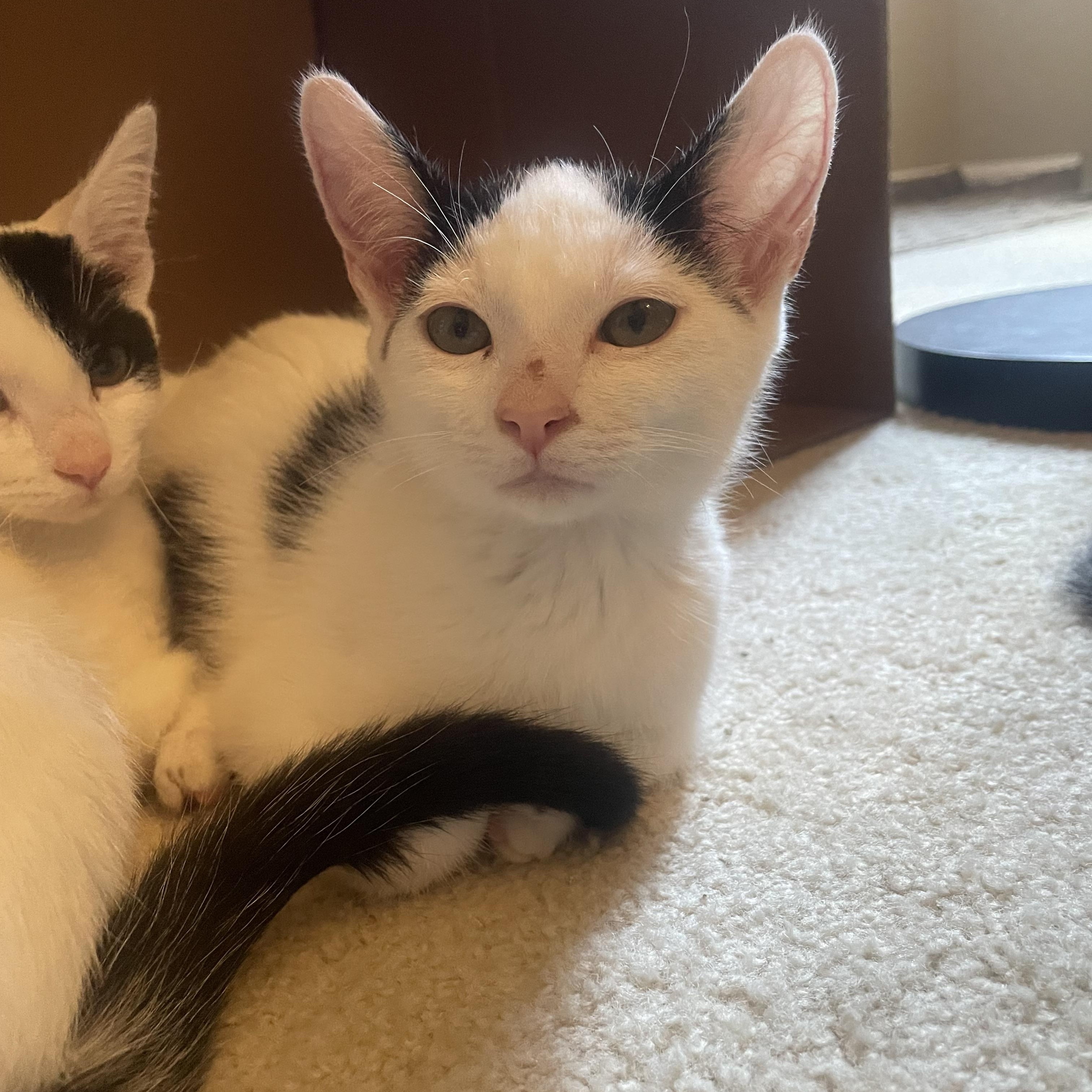 Enlarge Cheez Its, a Adoptable Domestic Short Hair in Brentwood, CA image 2/2