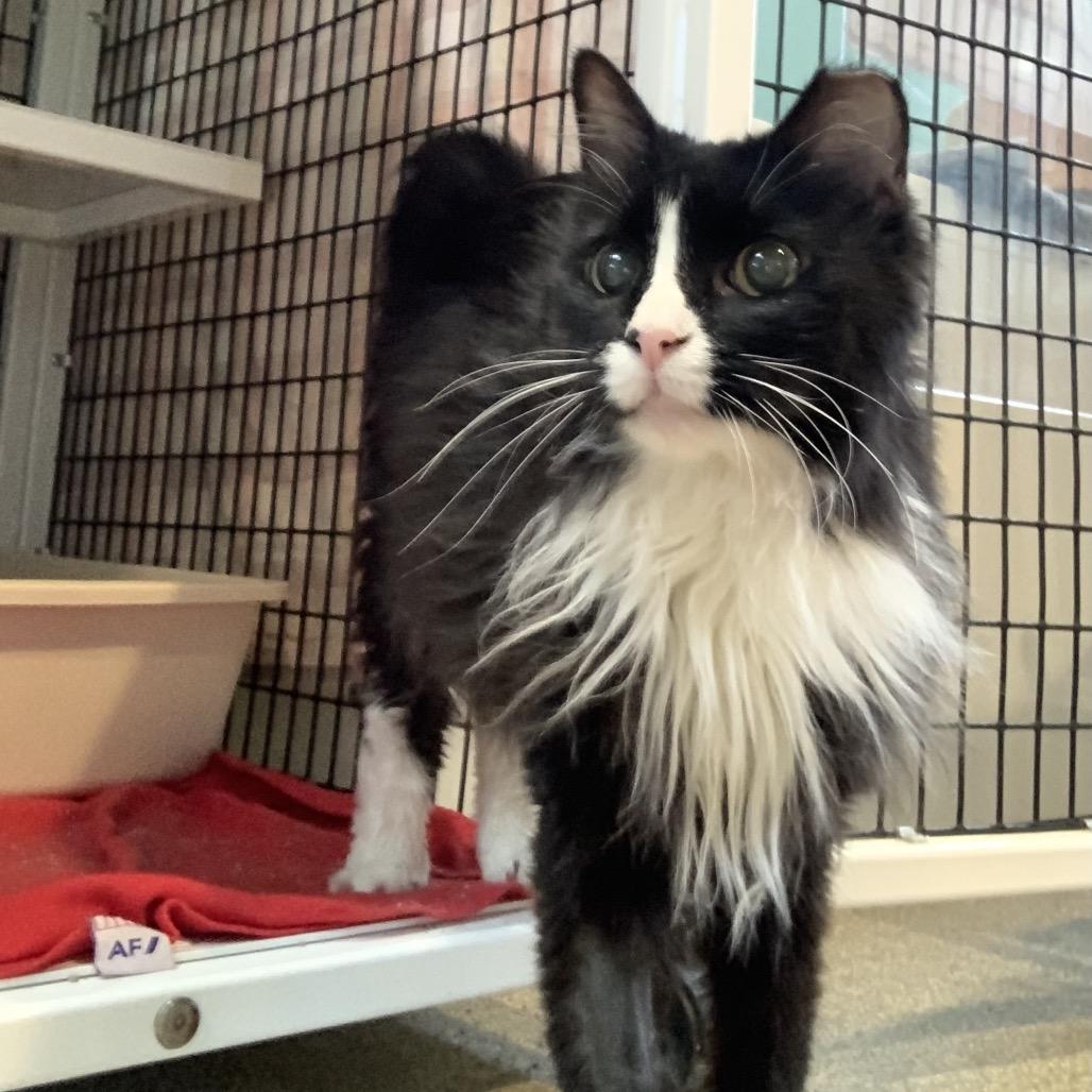 Fluffy, Adoptable, Senior Female Domestic Long Hair.