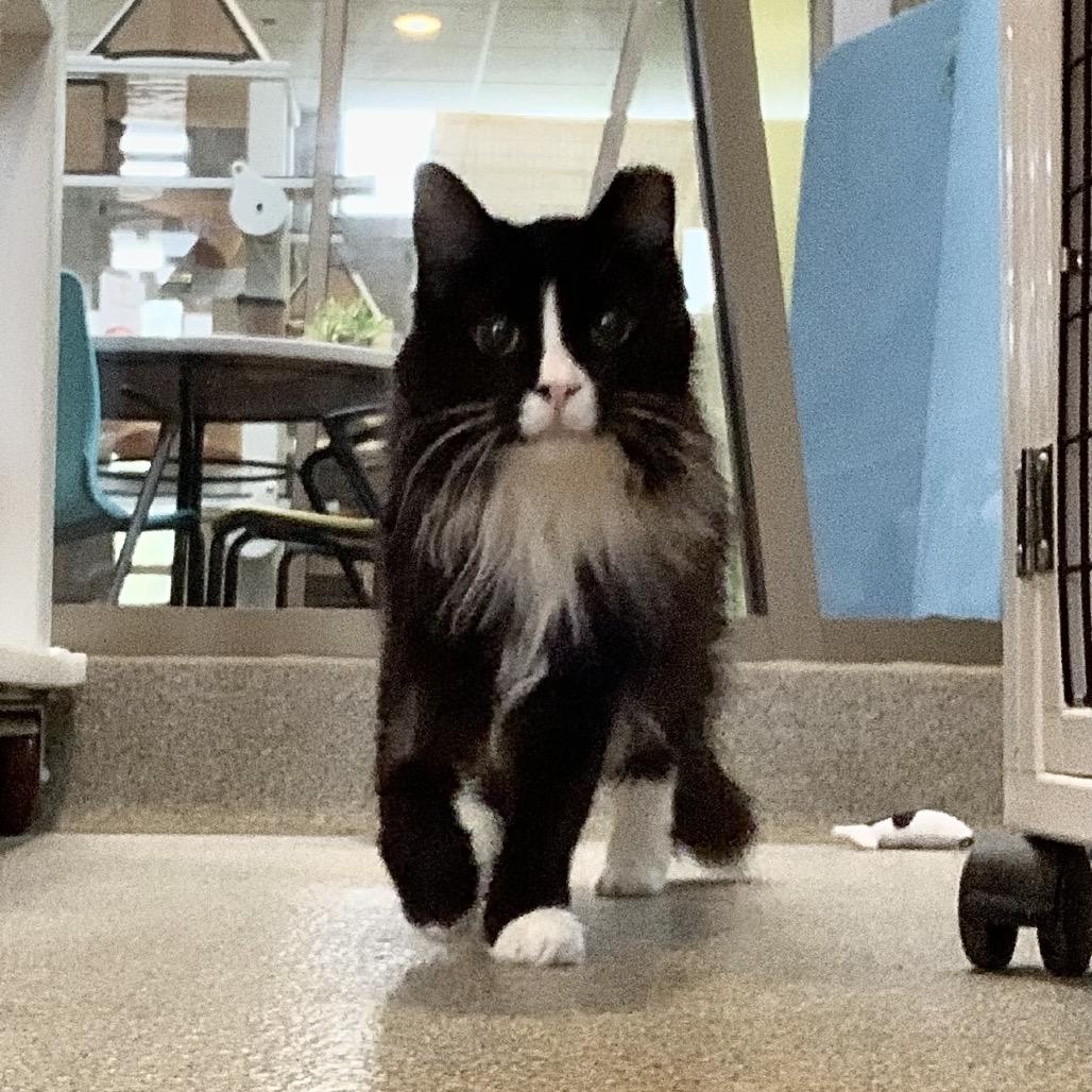Enlarge Fluffy, a Adoptable Domestic Long Hair in Chicago, IL image 2/5