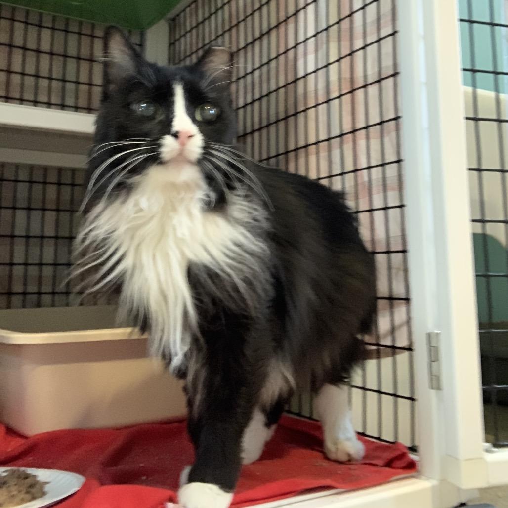Enlarge Fluffy, a Adoptable Domestic Long Hair in Chicago, IL image 3/5