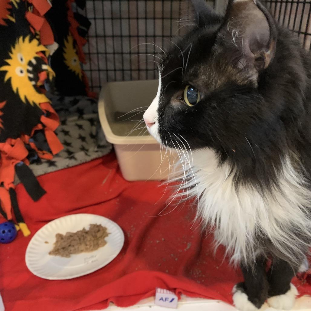 Enlarge Fluffy, a Adoptable Domestic Long Hair in Chicago, IL image 4/5