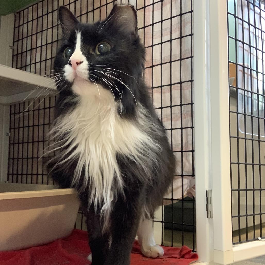 Enlarge Fluffy, a Adoptable Domestic Long Hair in Chicago, IL image 5/5