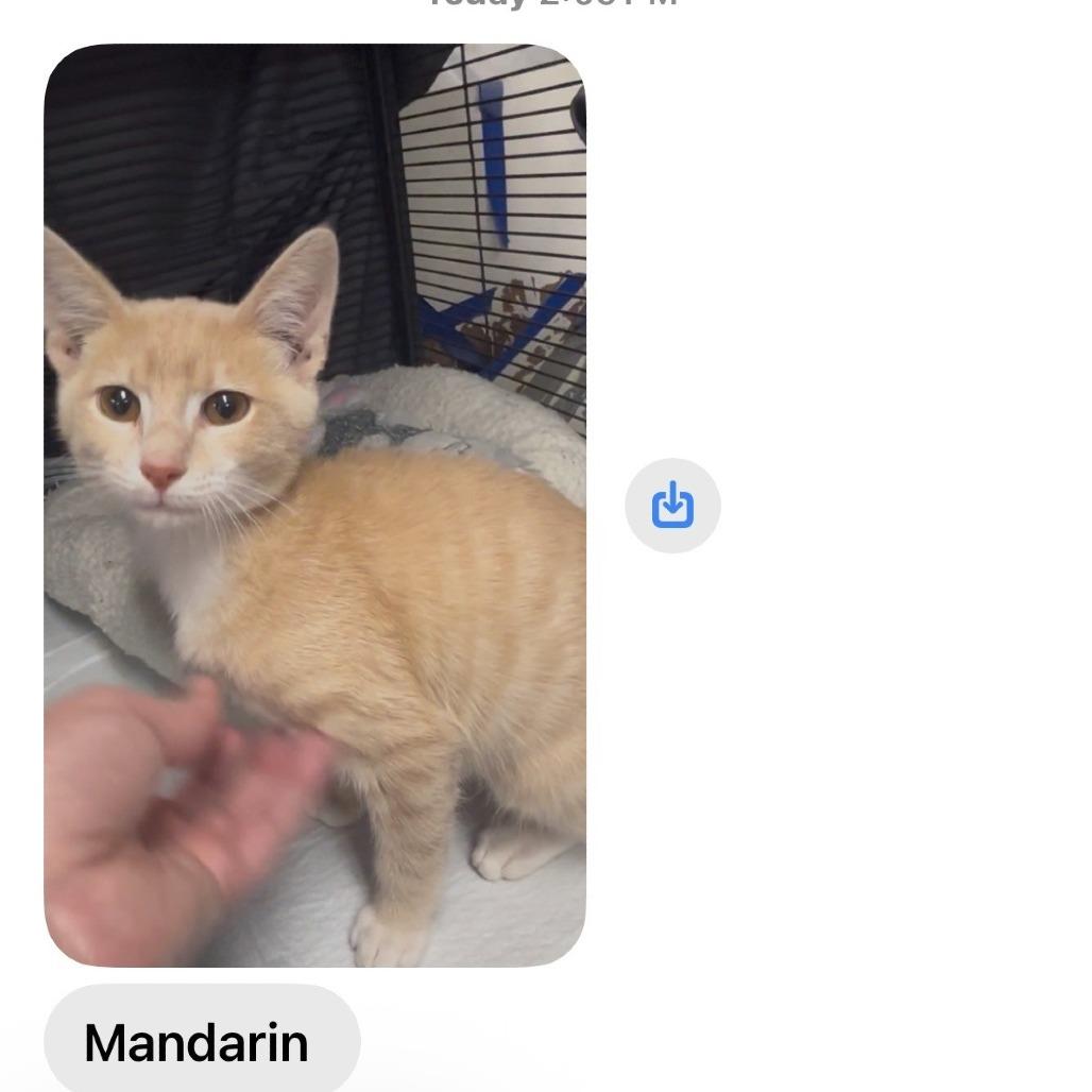 marmalade _2_3_4_5_6_7, a Adoptable American Shorthair in Collinsville , OK image 2/6