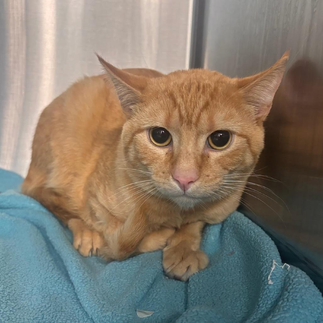 Enlarge Zeppelin, a Adoptable Domestic Short Hair in Belleville, IL image 1/2