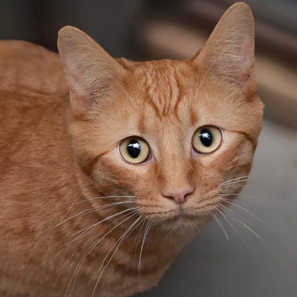 Enlarge Zeppelin, a Adoptable Domestic Short Hair in Belleville, IL image 2/2