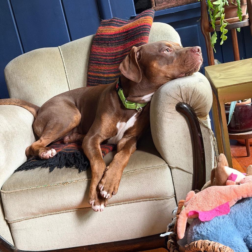 Enlarge Daphne (Shelby), a Adoptable Pit Bull Terrier in Ballston Spa, NY image 2/5