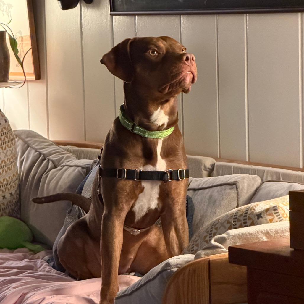 Enlarge Daphne (Shelby), a Adoptable Pit Bull Terrier in Ballston Spa, NY image 3/5