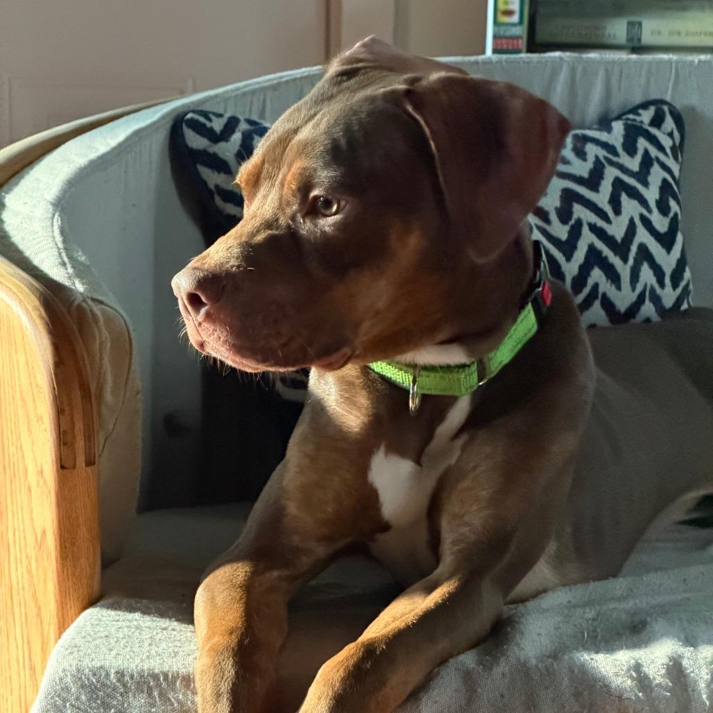 Enlarge Daphne (Shelby), a Adoptable Pit Bull Terrier in Ballston Spa, NY image 5/5