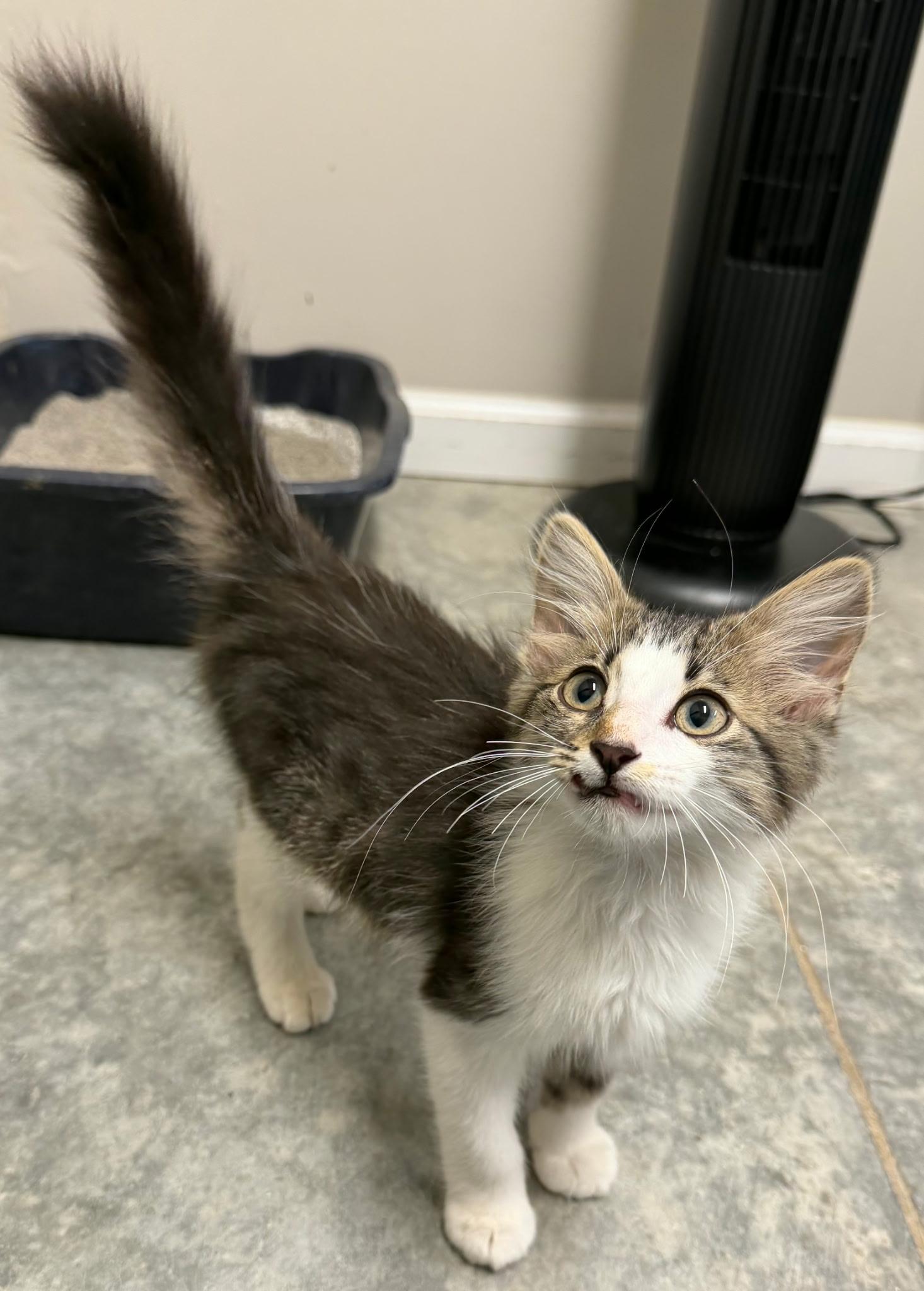 Stickynote, adopted, Young Male Domestic Medium Hair.