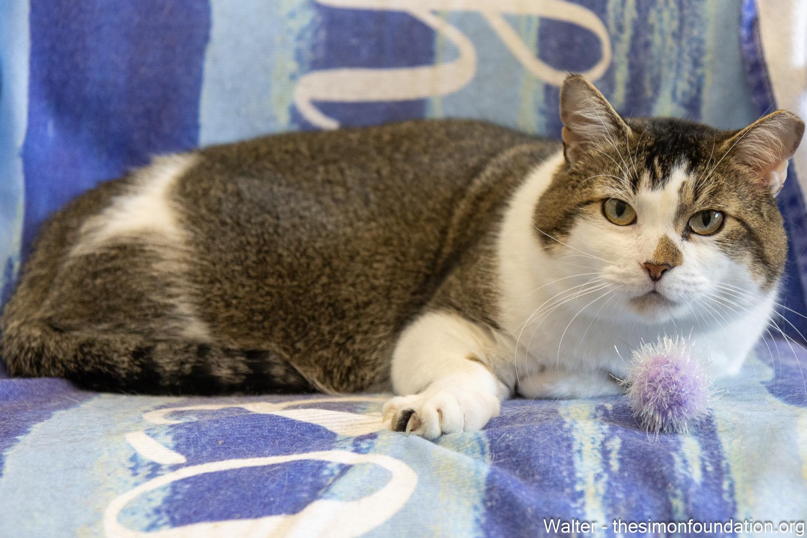 Walter and Jesse, a Adoptable Domestic Short Hair in Bloomfield, CT image 4/4