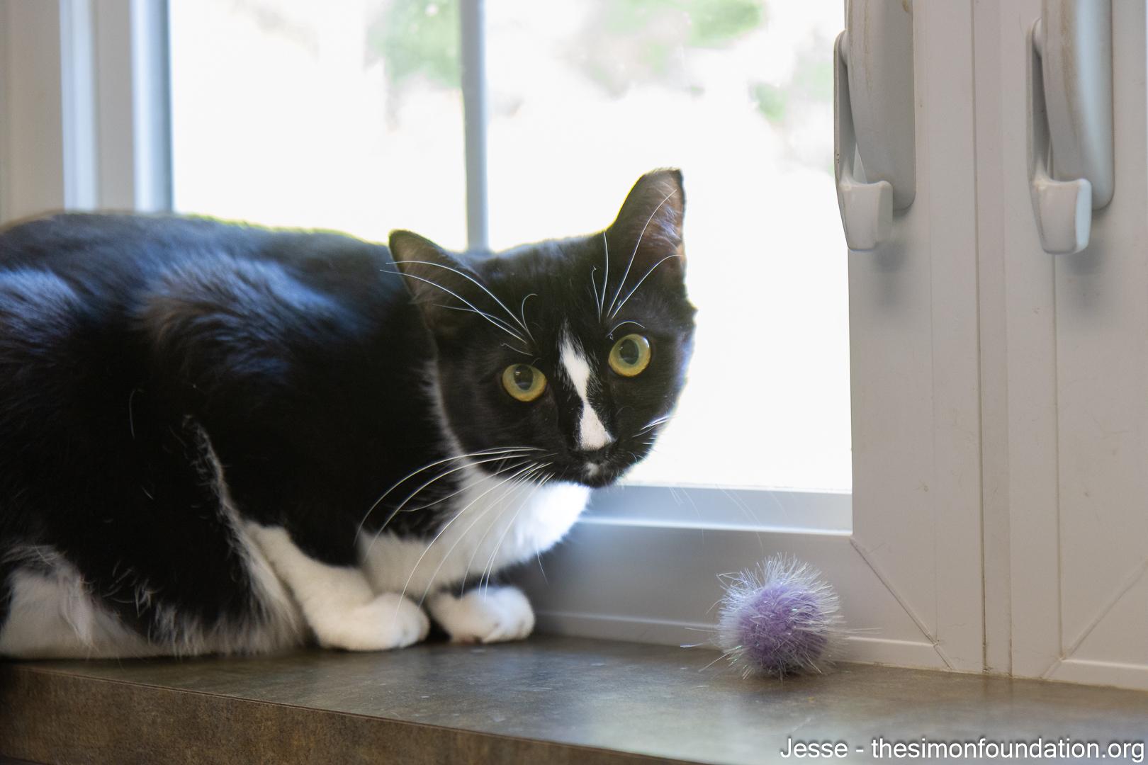 Walter and Jesse, a Adoptable Domestic Short Hair in Bloomfield, CT image 2/4