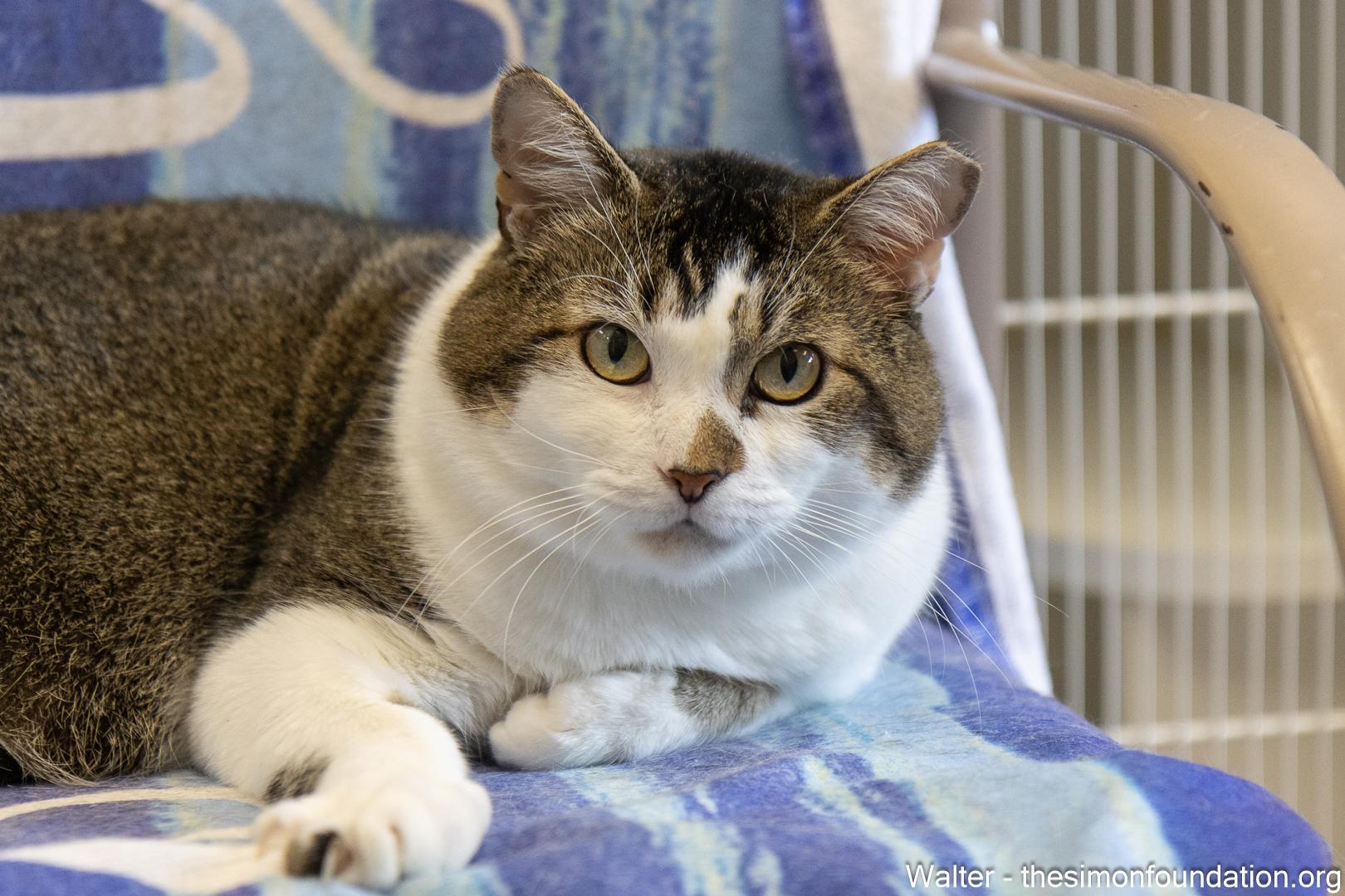 Walter and Jesse, a Adoptable Domestic Short Hair in Bloomfield, CT image 3/4