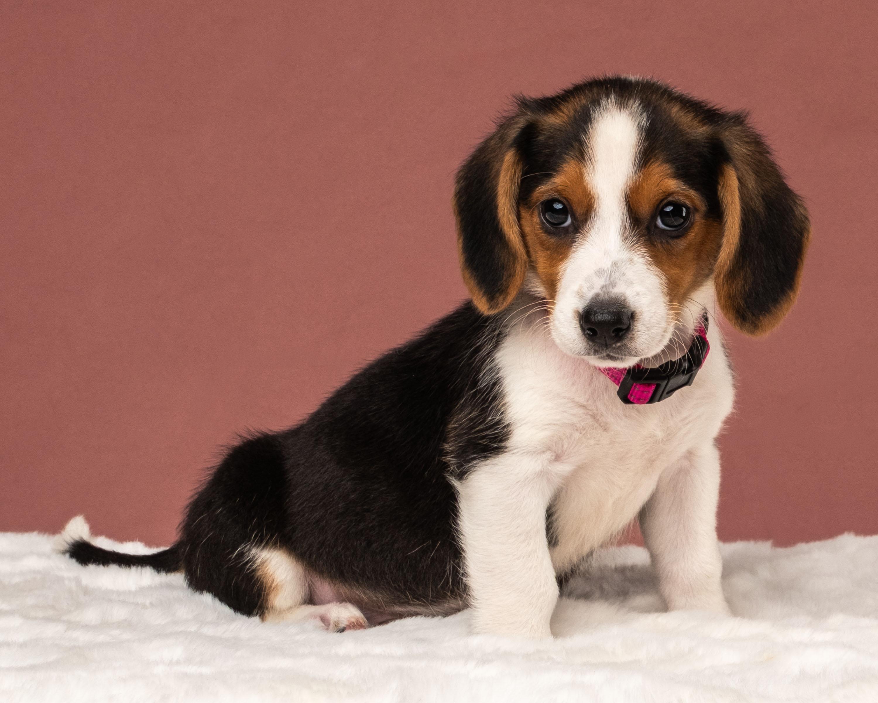 Cadence, ADOPTABLE, Puppy Female Corgi & Beagle.