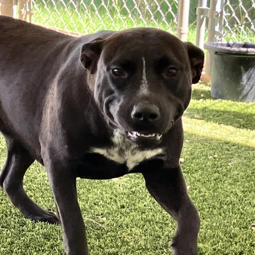 Caramel, Adoptable, Adult Female Black Labrador Retriever.