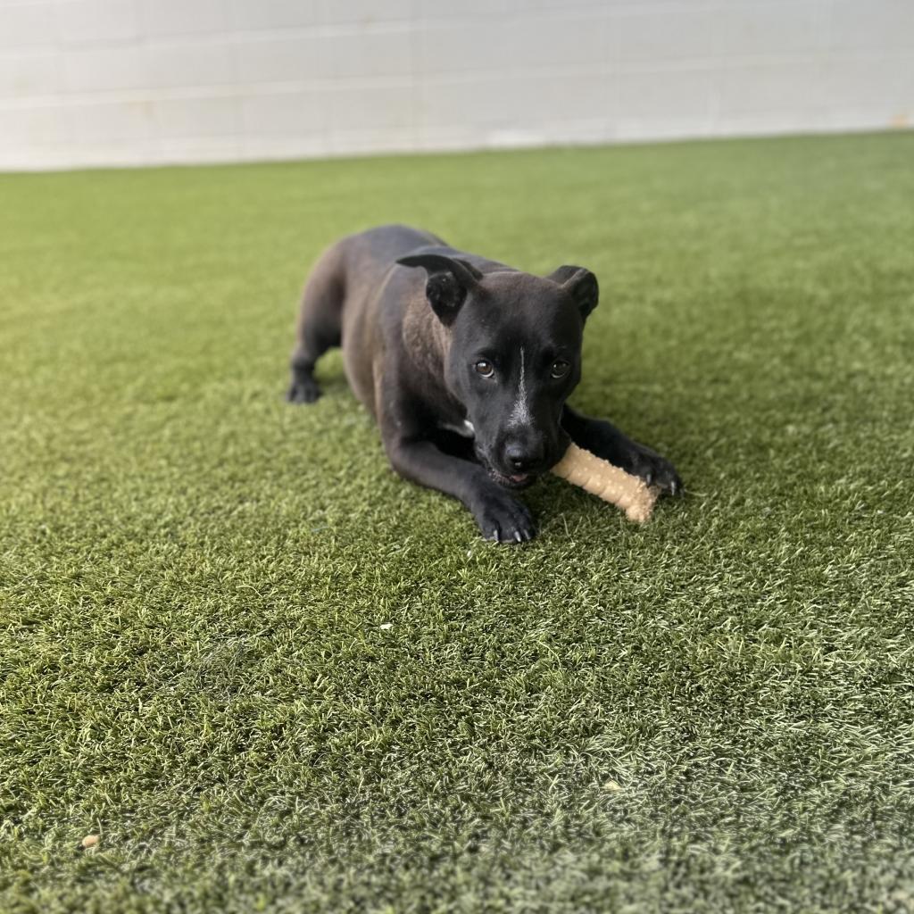 Enlarge Caramel, a Adoptable Black Labrador Retriever in Montgomery, AL image 2/3