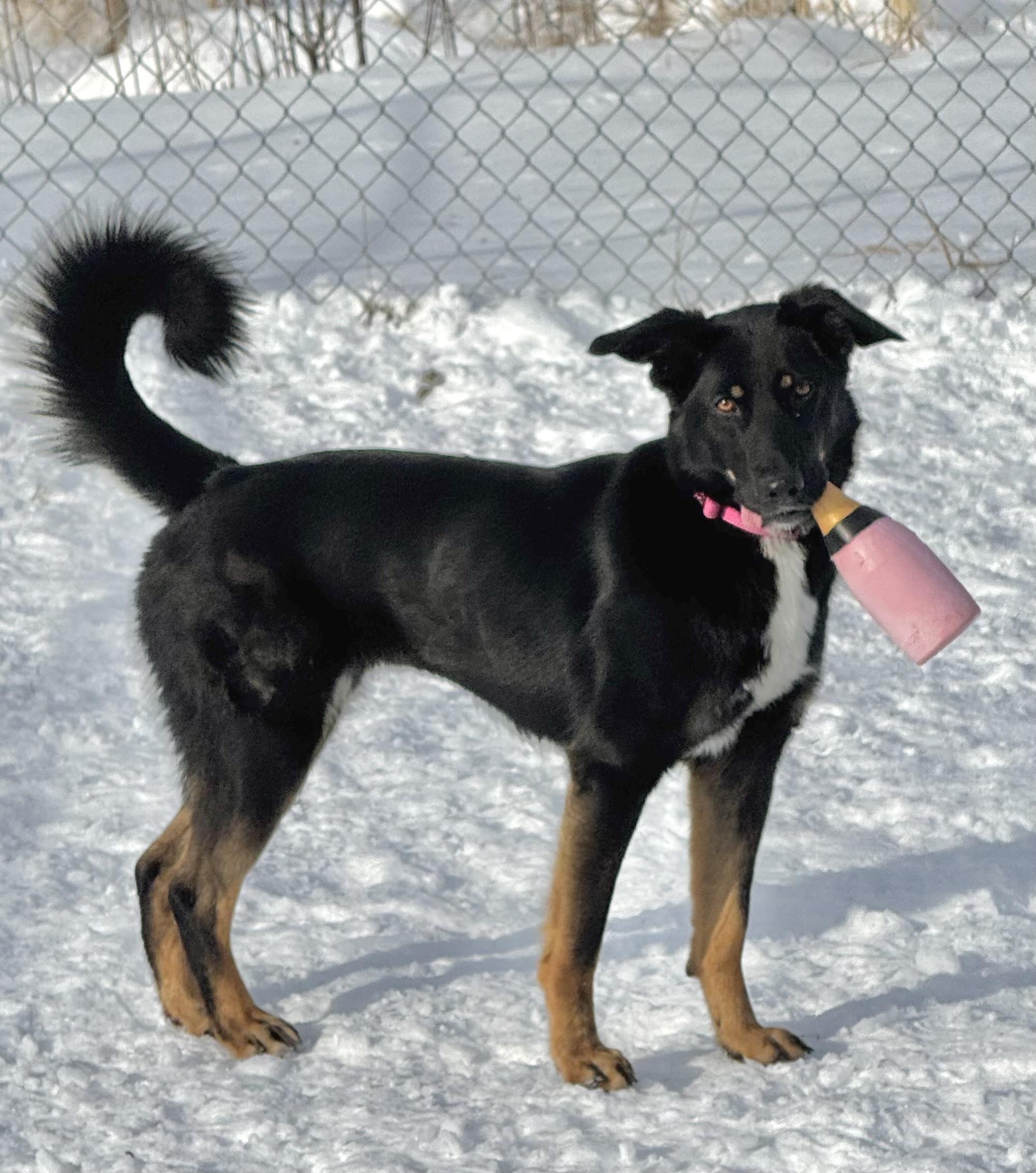 Lilith, a other mixed breed in Morris, MN image 1/4