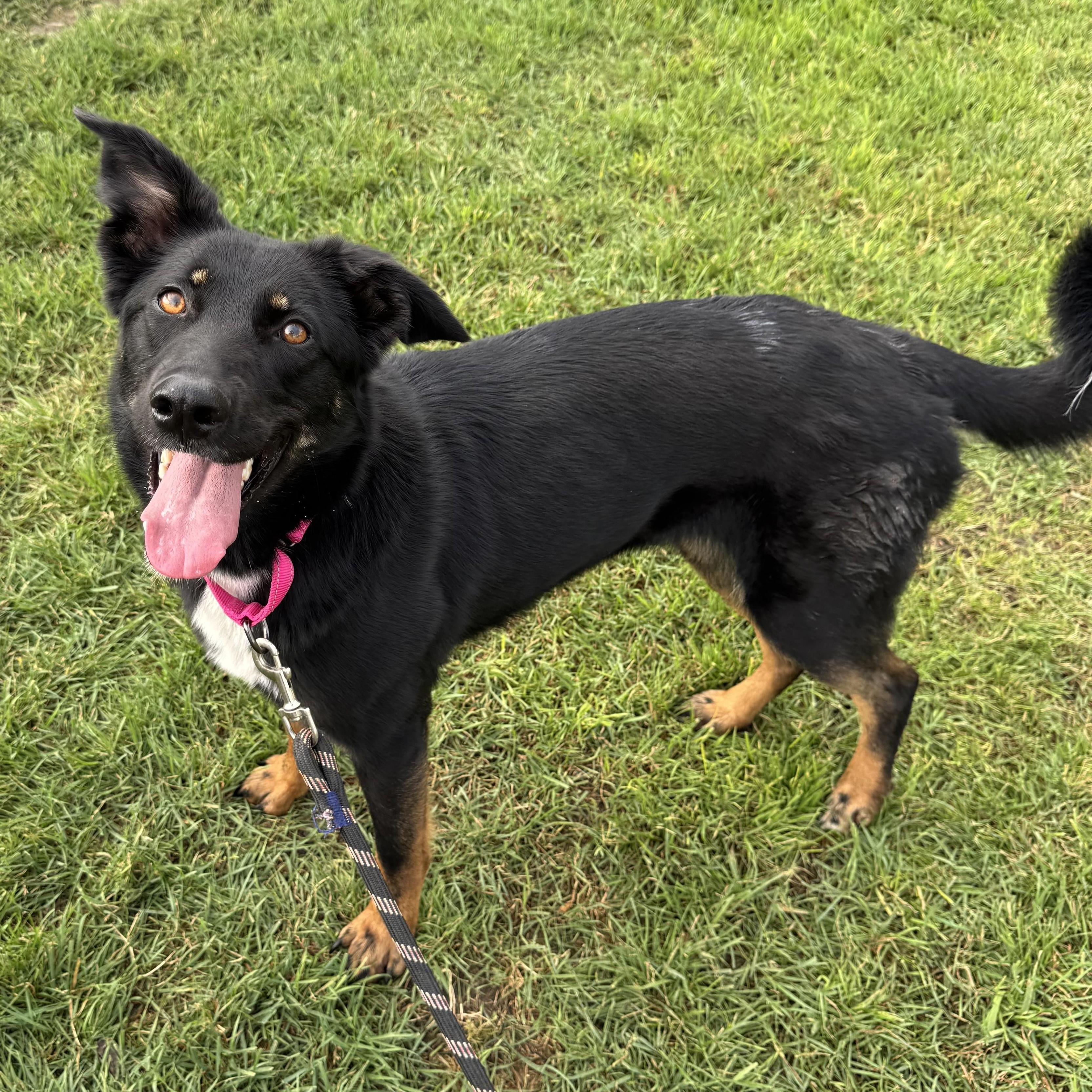Lilith, Adoptable, Young Female Shepherd & German Shepherd Dog.