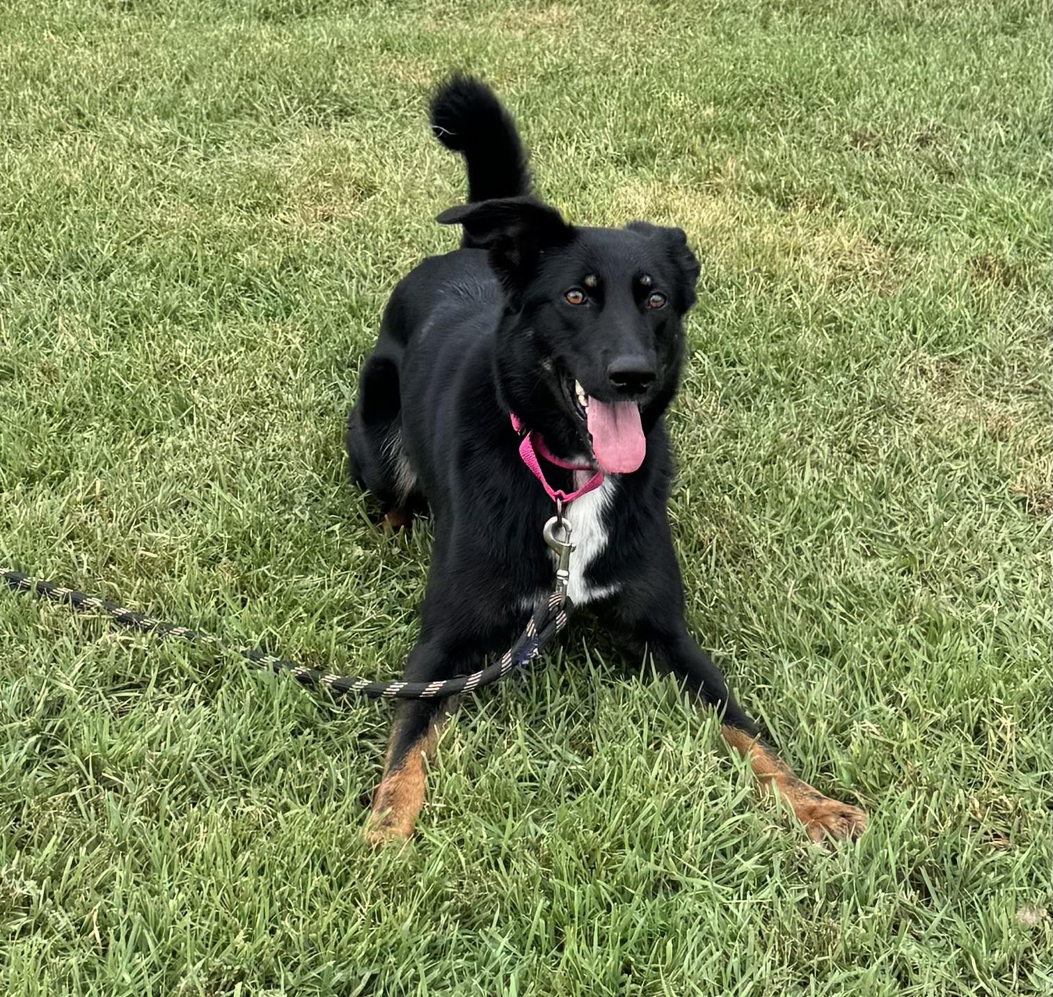 Enlarge Lilith, a Adoptable mixed breed in Morris, MN image 2/3