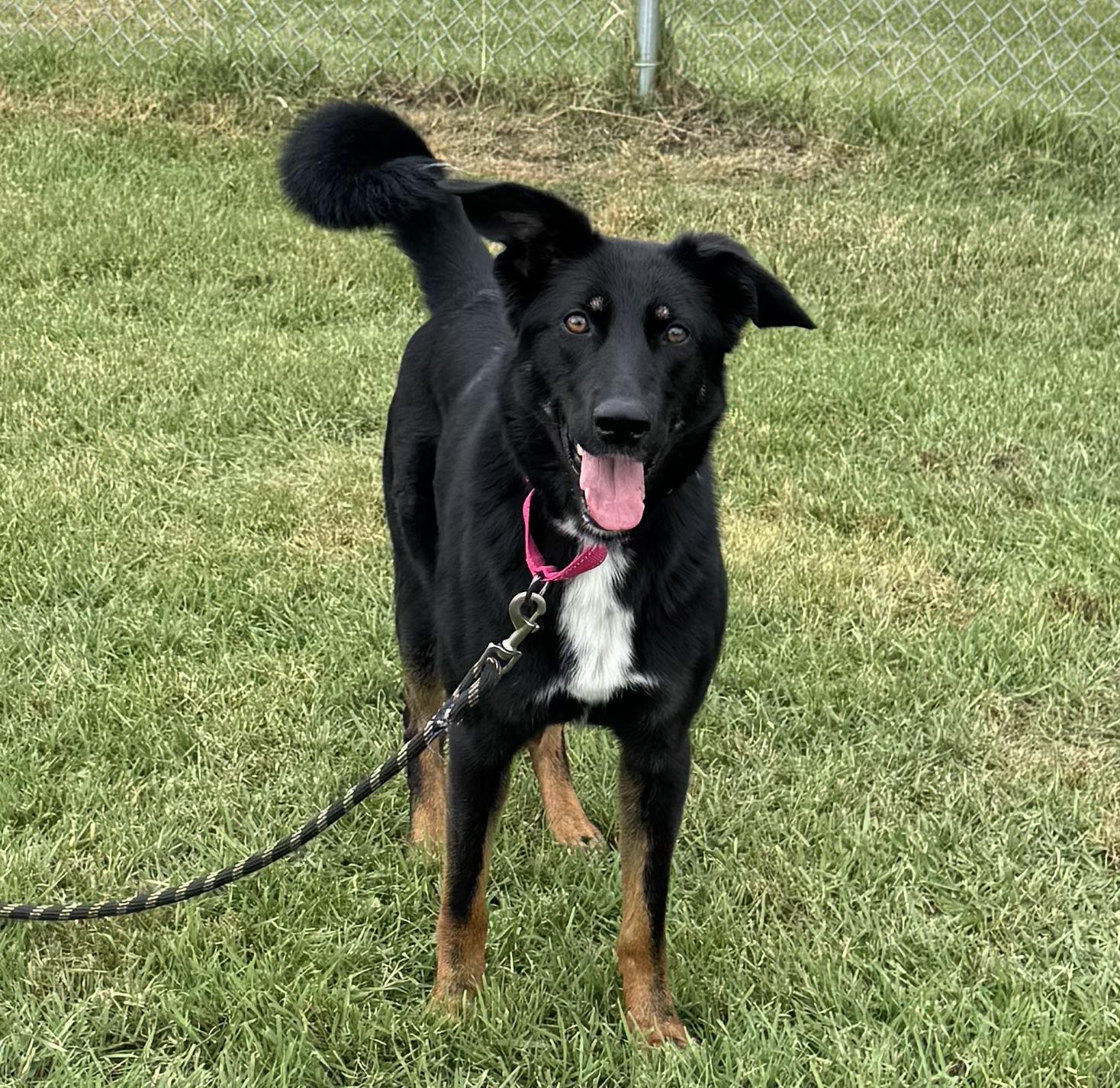 Enlarge Lilith, a Adoptable mixed breed in Morris, MN image 3/3