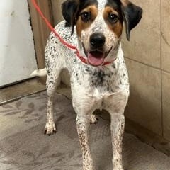 Lilly, Adoptable, Young Female Pointer.