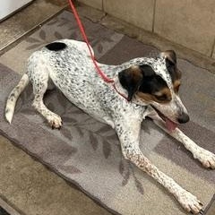 Enlarge Lilly, a Adoptable mixed breed in Denison, IA image 2/3