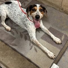 Enlarge Lilly, a Adoptable mixed breed in Denison, IA image 3/3