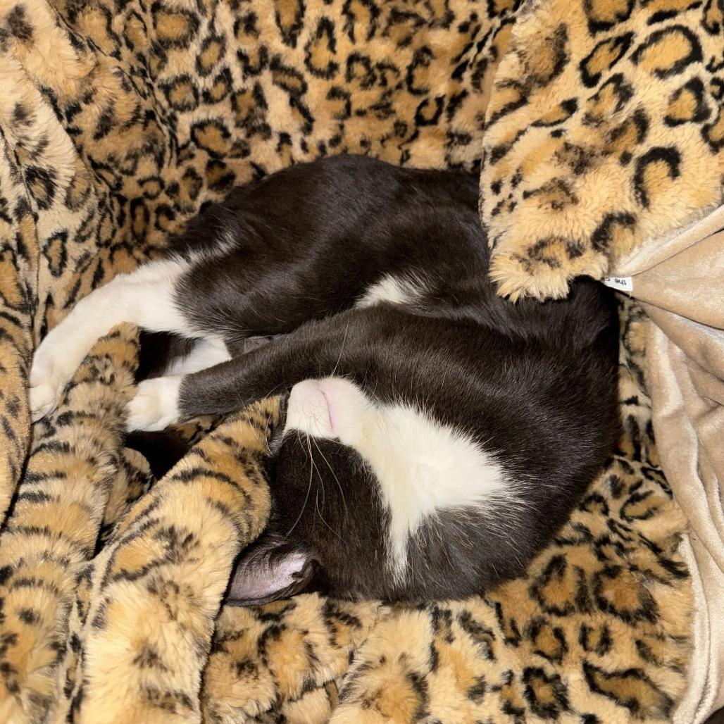 Eugene Fitzherbert, Adoptable, Young Male Domestic Short Hair.