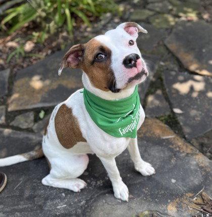Enlarge Runa, a Adoptable Pit Bull Terrier in Midland, VA image 1/1