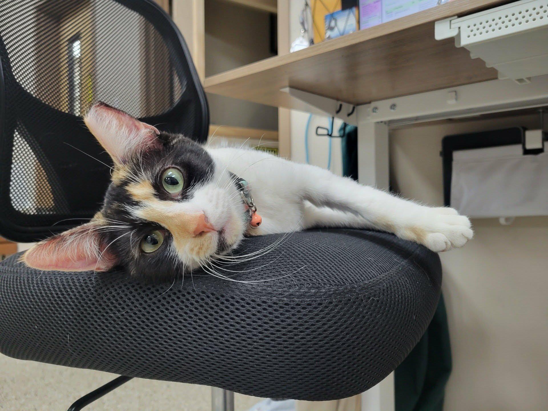 Enlarge Quilt, an adopted Domestic Short Hair in Parma, OH image 2/4