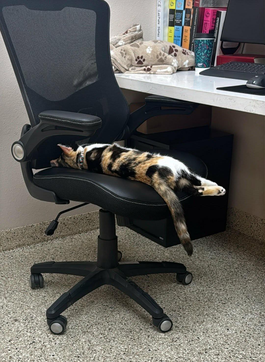 Enlarge Quilt, an adopted Domestic Short Hair in Parma, OH image 4/4